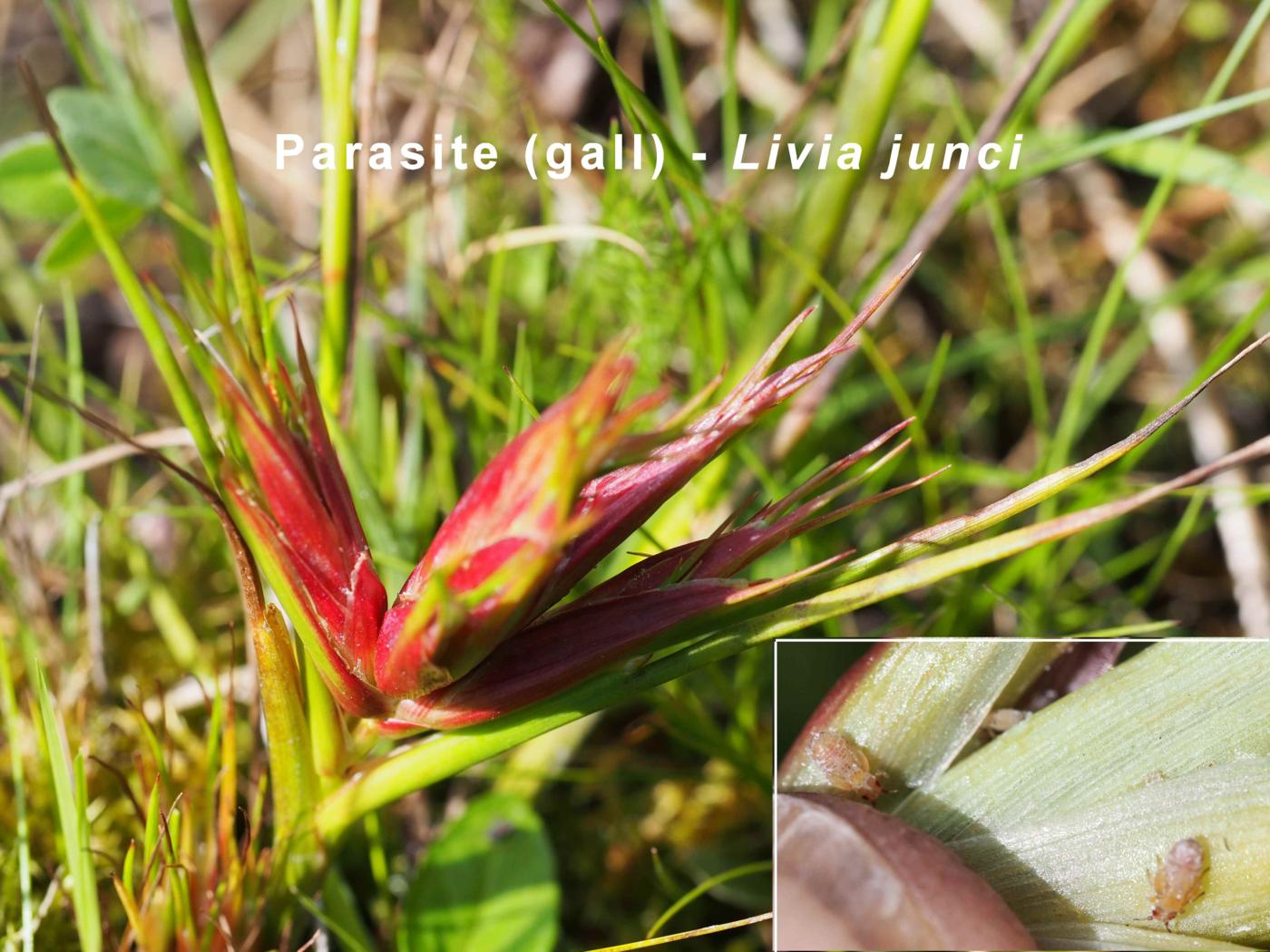 Rush, Sharp-flowered flower